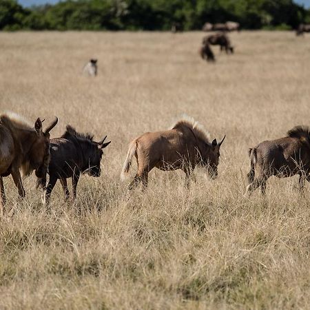 Plettenberg Bay Game Reserve: The Baroness Safari Lodge מראה חיצוני תמונה