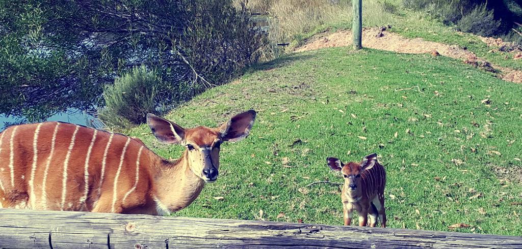 Plettenberg Bay Game Reserve: The Baroness Safari Lodge מראה חיצוני תמונה