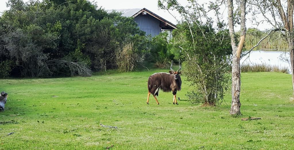 Plettenberg Bay Game Reserve: The Baroness Safari Lodge מראה חיצוני תמונה