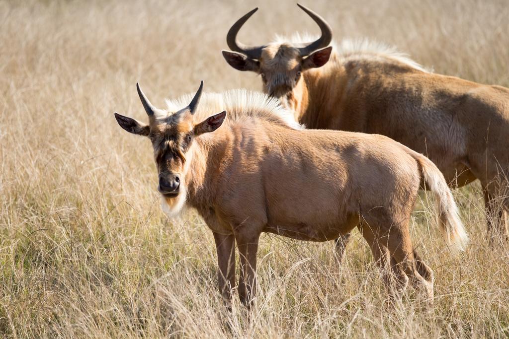 Plettenberg Bay Game Reserve: The Baroness Safari Lodge מראה חיצוני תמונה