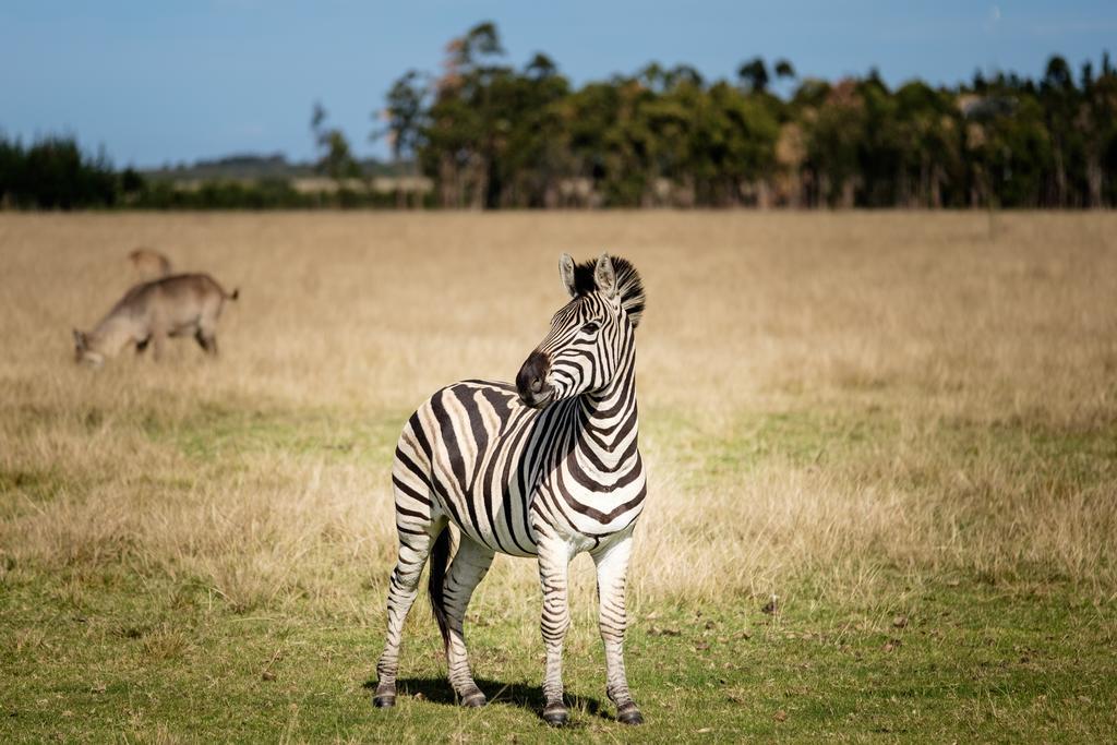 Plettenberg Bay Game Reserve: The Baroness Safari Lodge מראה חיצוני תמונה