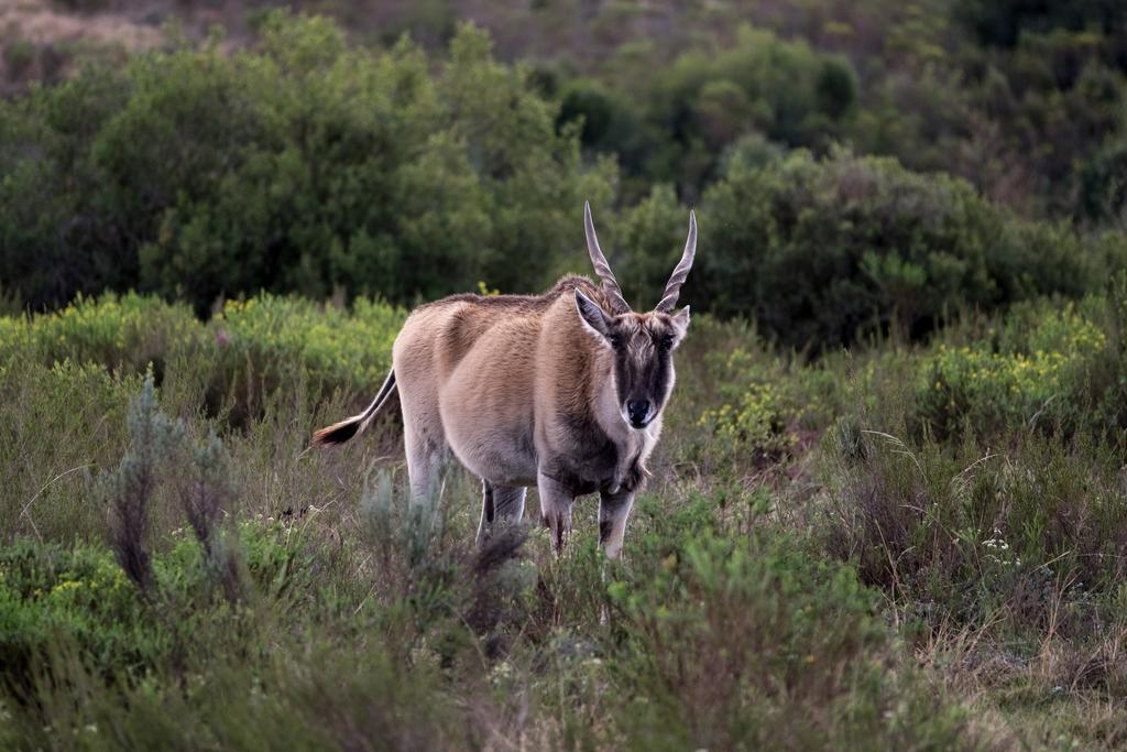 Plettenberg Bay Game Reserve: The Baroness Safari Lodge מראה חיצוני תמונה