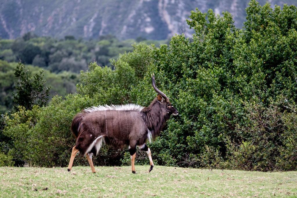 Plettenberg Bay Game Reserve: The Baroness Safari Lodge מראה חיצוני תמונה